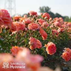 Phoenix® - Róże Rabatowe -