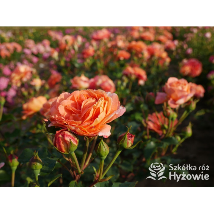 Phoenix® - Róże Rabatowe -  Phoenix® - Róże Rabatowe -