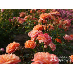 Phoenix® - Róże Rabatowe -  Phoenix® - Róże Rabatowe -