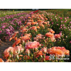 Phoenix® - Róże Rabatowe -  Phoenix® - Róże Rabatowe -