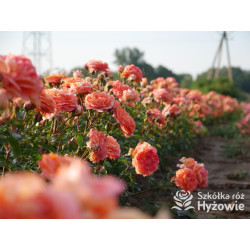 Phoenix® - Róże Rabatowe -  Phoenix® - Róże Rabatowe -