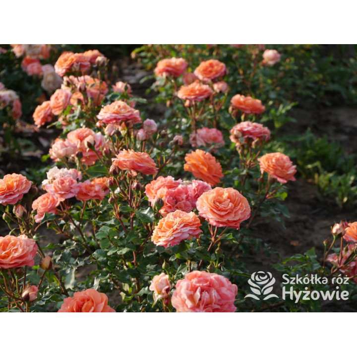 Phoenix® - Róże Rabatowe -  Phoenix® - Róże Rabatowe -