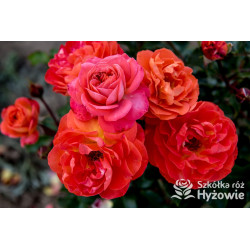 Phoenix® - Róże Rabatowe -  Phoenix® - Róże Rabatowe -