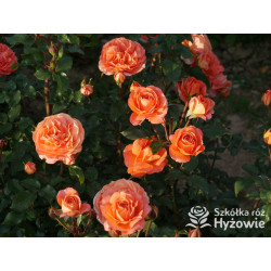 Phoenix® - Róże Rabatowe -  Phoenix® - Róże Rabatowe -
