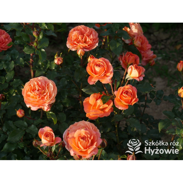 Phoenix® - Róże Rabatowe -  Phoenix® - Róże Rabatowe -