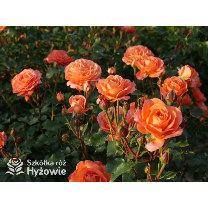 Phoenix® - Róże Rabatowe -  Phoenix® - Róże Rabatowe -