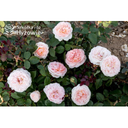 Märchenzauber® - Róże Rabatowe -  Märchenzauber® - Róże Rabatowe -