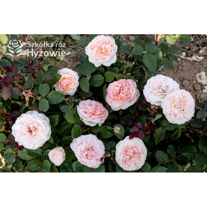 Märchenzauber® - Róże Rabatowe -  Märchenzauber® - Róże Rabatowe -