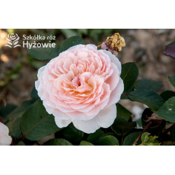 Märchenzauber® - Róże Rabatowe -  Märchenzauber® - Róże Rabatowe -