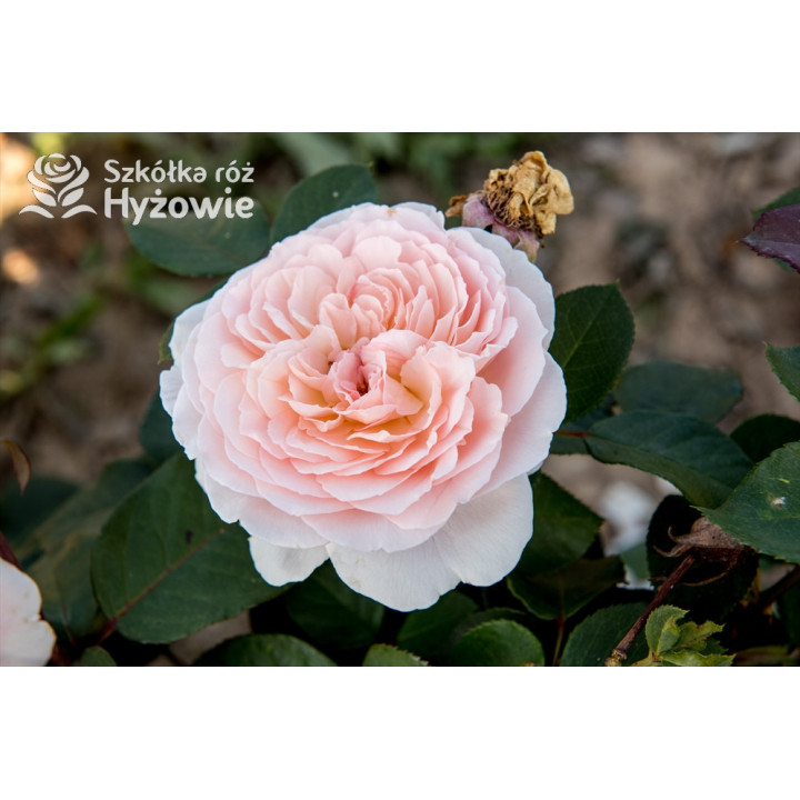 Märchenzauber® - Róże Rabatowe -  Märchenzauber® - Róże Rabatowe -