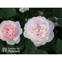 Märchenzauber® - Róże Rabatowe -  Märchenzauber® - Róże Rabatowe -