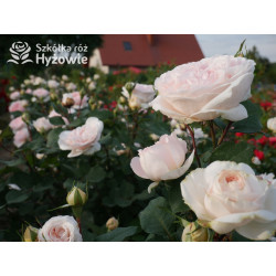 Märchenzauber® - Róże Rabatowe -  Märchenzauber® - Róże Rabatowe -