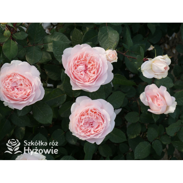 Märchenzauber® - Róże Rabatowe -  Märchenzauber® - Róże Rabatowe -