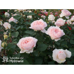 Märchenzauber® - Róże Rabatowe -  Märchenzauber® - Róże Rabatowe -