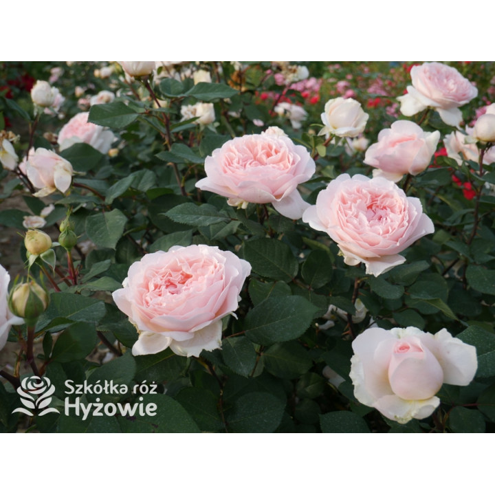 Märchenzauber® - Róże Rabatowe -  Märchenzauber® - Róże Rabatowe -