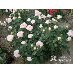 Märchenzauber® - Róże Rabatowe -  Märchenzauber® - Róże Rabatowe -