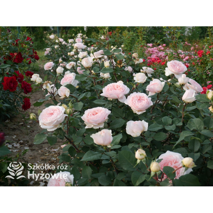 Märchenzauber® - Róże Rabatowe -  Märchenzauber® - Róże Rabatowe -