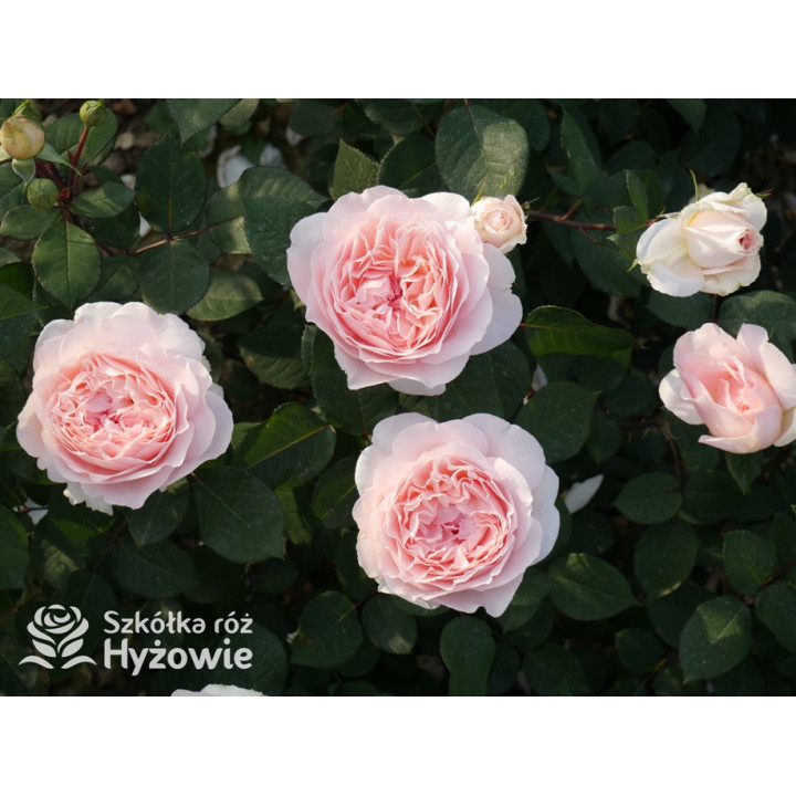 Märchenzauber® - Róże Rabatowe -  Märchenzauber® - Róże Rabatowe -