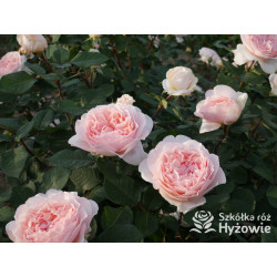 Märchenzauber® - Róże Rabatowe -  Märchenzauber® - Róże Rabatowe -