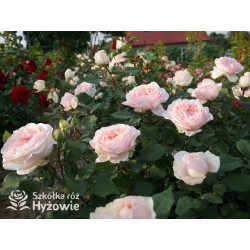 Märchenzauber® - Róże Rabatowe -  Märchenzauber® - Róże Rabatowe -