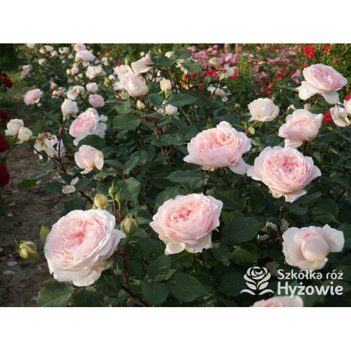 Märchenzauber® - Róże Rabatowe -  Märchenzauber® - Róże Rabatowe -