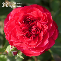 Rouge Meilove® / Mona Lisa® - Róże Rabatowe -