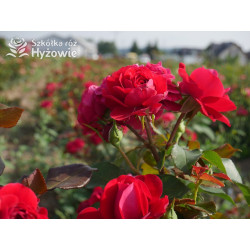Rouge Meilove® / Mona Lisa® - Róże Rabatowe - 