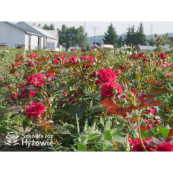 Rouge Meilove® / Mona Lisa® - Róże Rabatowe - 