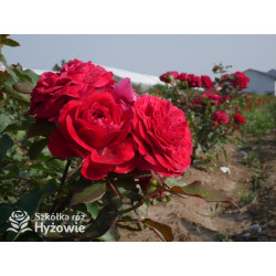 Rouge Meilove® / Mona Lisa® - Róże Rabatowe - 