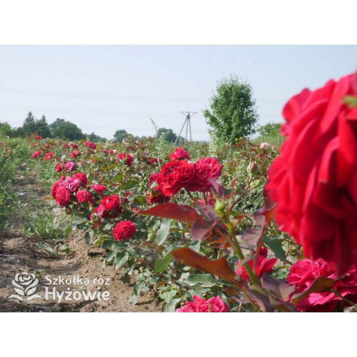 Rouge Meilove® / Mona Lisa® - Róże Rabatowe - 