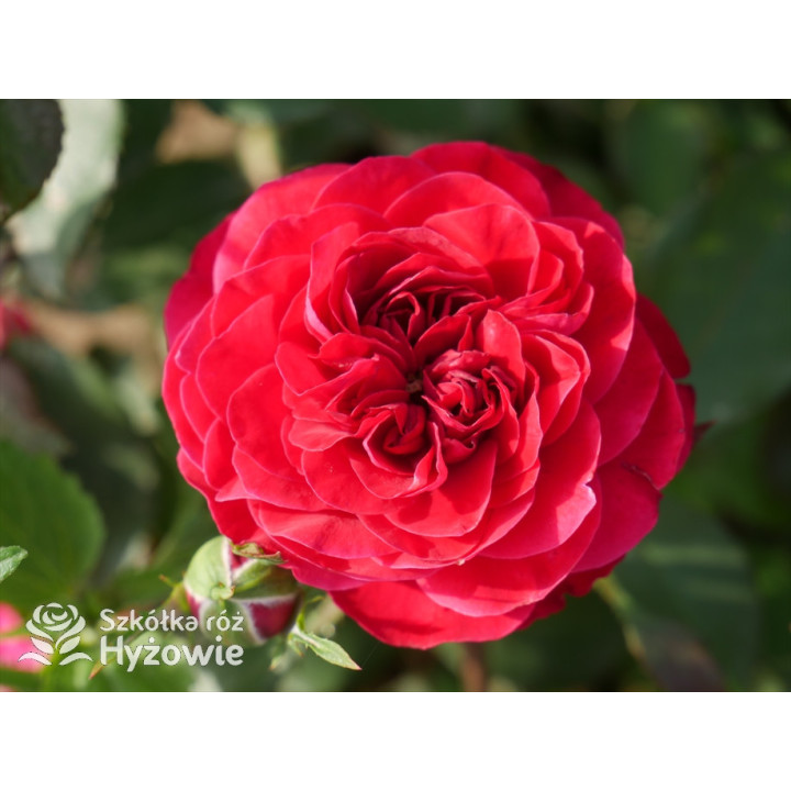 Rouge Meilove® / Mona Lisa® - Róże Rabatowe - 