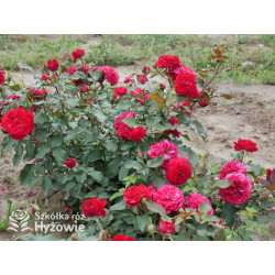 Rouge Meilove® / Mona Lisa® - Róże Rabatowe - 