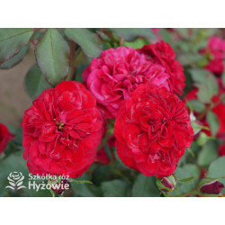 Rouge Meilove® / Mona Lisa® - Róże Rabatowe - 