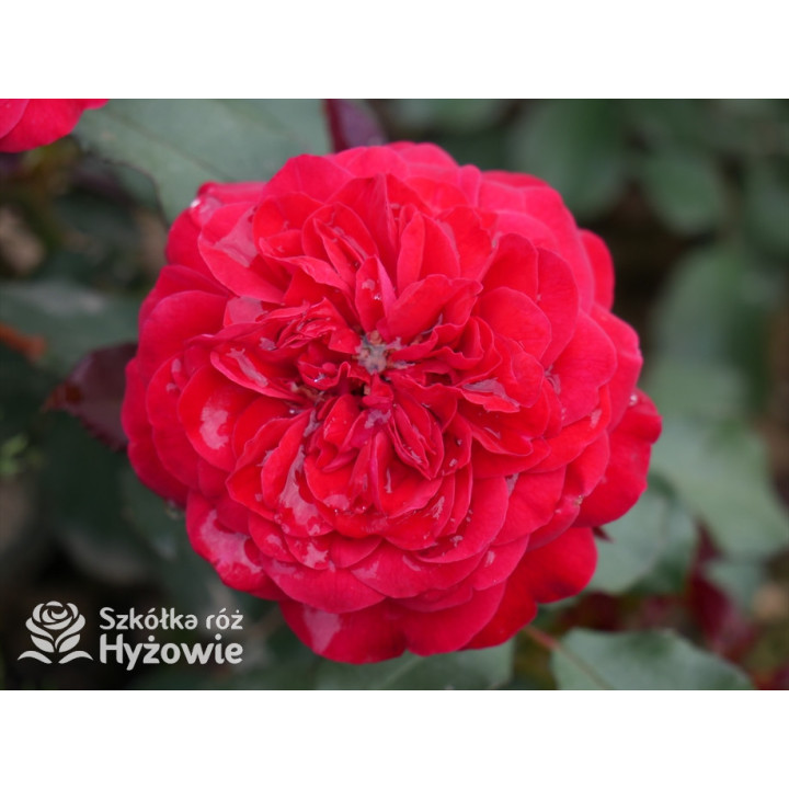 Rouge Meilove® / Mona Lisa® - Róże Rabatowe - 