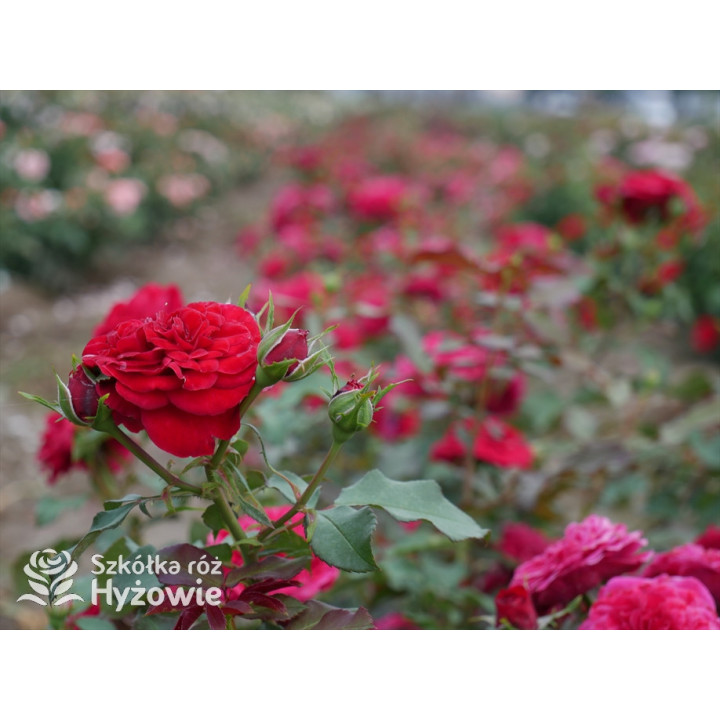 Rouge Meilove® / Mona Lisa® - Róże Rabatowe - 