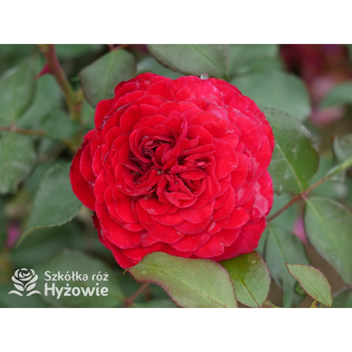 Rouge Meilove® / Mona Lisa® - Róże Rabatowe - 