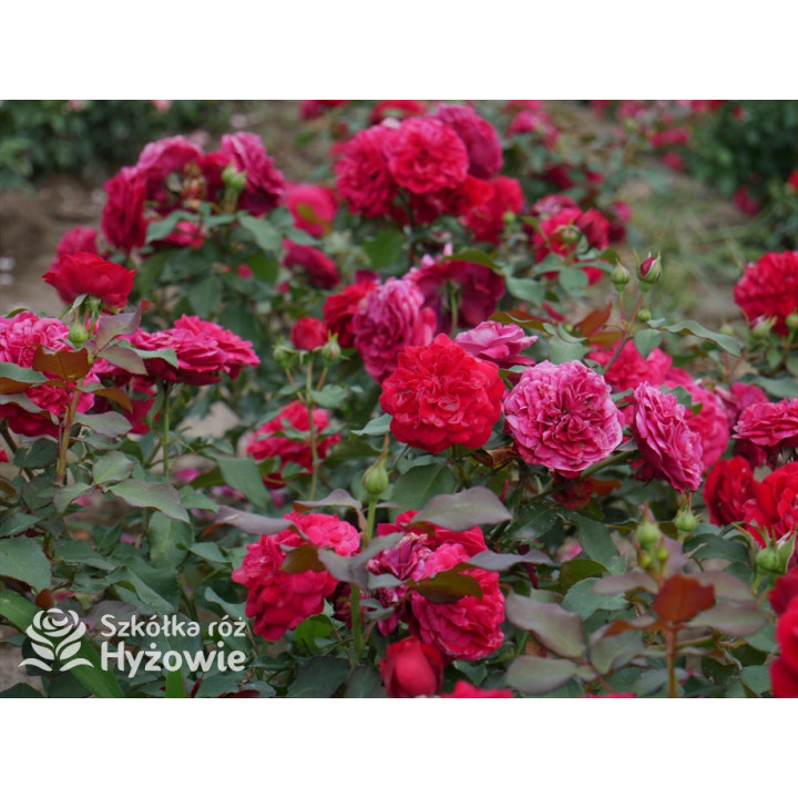 Rouge Meilove® / Mona Lisa® - Róże Rabatowe - 