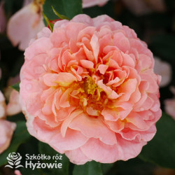 Marie Curie® - Róże Rabatowe -