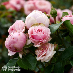 Norwegian Girl™ - Róże Okrywowe -