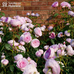 Olivia Rose Austin™ (Ausmixture) - David Austin® Róże Angielskie -  Olivia Rose Austin™ (Ausmixture) - David Austin® Róże Angielskie -