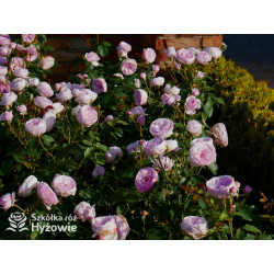 Olivia Rose Austin™ (Ausmixture) - David Austin® Róże Angielskie -  Olivia Rose Austin™ (Ausmixture) - David Austin® Róże Angielskie -
