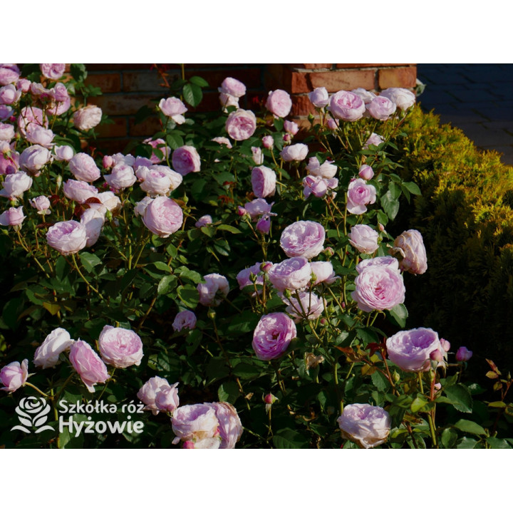 Olivia Rose Austin™ (Ausmixture) - David Austin® Róże Angielskie -  Olivia Rose Austin™ (Ausmixture) - David Austin® Róże Angielskie -