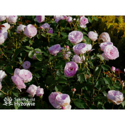 Olivia Rose Austin™ (Ausmixture) - David Austin® Róże Angielskie -  Olivia Rose Austin™ (Ausmixture) - David Austin® Róże Angielskie -
