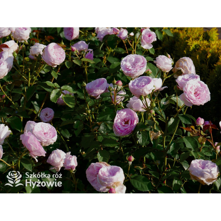 Olivia Rose Austin™ (Ausmixture) - David Austin® Róże Angielskie -  Olivia Rose Austin™ (Ausmixture) - David Austin® Róże Angielskie -