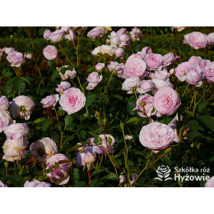 Olivia Rose Austin™ (Ausmixture) - David Austin® Róże Angielskie -  Olivia Rose Austin™ (Ausmixture) - David Austin® Róże Angielskie -