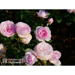 Olivia Rose Austin™ (Ausmixture) - David Austin® Róże Angielskie -  Olivia Rose Austin™ (Ausmixture) - David Austin® Róże Angielskie -