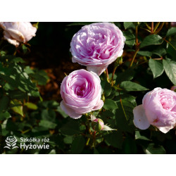 Olivia Rose Austin™ (Ausmixture) - David Austin® Róże Angielskie -  Olivia Rose Austin™ (Ausmixture) - David Austin® Róże Angielskie -