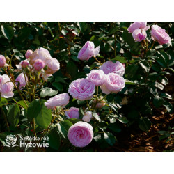Olivia Rose Austin™ (Ausmixture) - David Austin® Róże Angielskie -  Olivia Rose Austin™ (Ausmixture) - David Austin® Róże Angielskie -