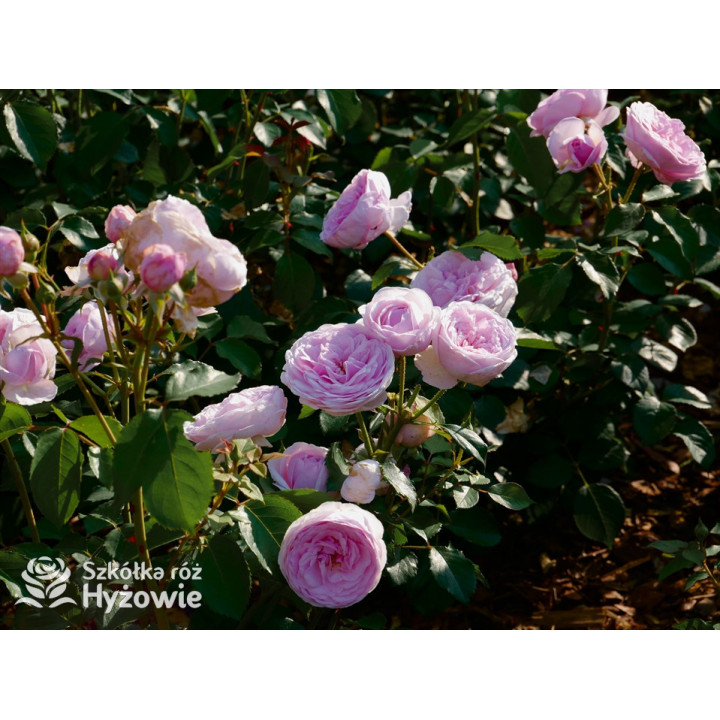 Olivia Rose Austin™ (Ausmixture) - David Austin® Róże Angielskie -  Olivia Rose Austin™ (Ausmixture) - David Austin® Róże Angielskie -