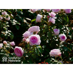 Olivia Rose Austin™ (Ausmixture) - David Austin® Róże Angielskie -  Olivia Rose Austin™ (Ausmixture) - David Austin® Róże Angielskie -